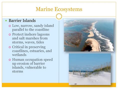 ecosystems that are similar to islands
